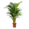 Plante Style Palmier -  H80 -  Pot Ø 24